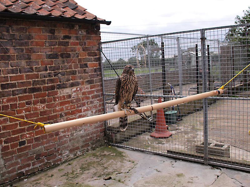 Swing perch in back yard